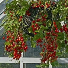 Tomato seeds tumbling for sale  TYWYN