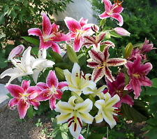 Mixed oriental lilies for sale  Denver
