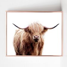 Highland cow print for sale  WOLVERHAMPTON