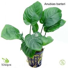Anubias species live for sale  HOUNSLOW