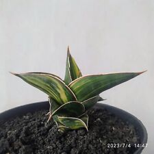Sansevieria Johannesburg Variegated RARE! FREE shipping for sale  Shipping to South Africa