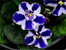African violet chimeras for sale  Fairport
