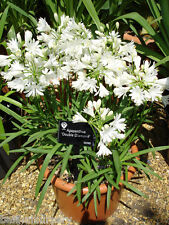 3 Agapanthus doppio diamante fiori bianchi giardino pianta perenne usato  Spedire a Italy