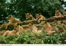 Lions longleat big for sale  SWANSEA