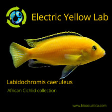 labidochromis d'occasion  Expédié en Belgium