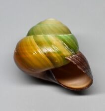 Shells - Amphidromus cochostyloides 33.2 mm.  landsnail Indonesia for sale  Shipping to South Africa