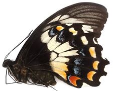 PAPILIO GAMBRISIUS SSP. FEMALE FROM AMBELAU ISL. for sale  Shipping to South Africa