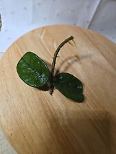 Hoya globulosa steckling gebraucht kaufen  Hermsdorf