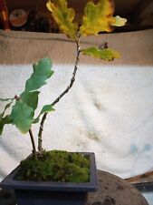 English oak starter for sale  ROMNEY MARSH