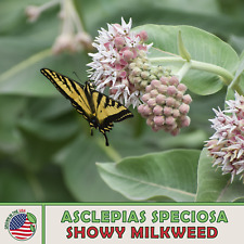 200 showy milkweed for sale  Venice