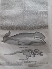 Arctic Whale Fishing Whaler Whaling Rare Old Georgian Period Article 1833 comprar usado  Enviando para Brazil