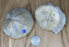 Fossil specimens clypeus for sale  HIGH WYCOMBE