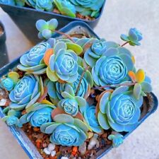 Blue succulents witchford for sale  Staten Island