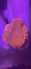 Tropic thunder montipora for sale  ILKESTON