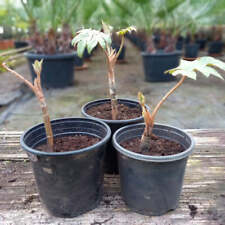 Tetrapanax steroidal papyrifer for sale  Shipping to Ireland
