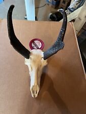 Pronghorn antelope horns for sale  Cushing