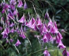 Dierama blackbird plant for sale  HAILSHAM