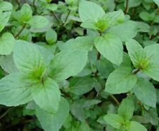 Basil mint aromatic for sale  WORKSOP