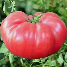 Pink Brandywine Tomato Seeds, NON-GMO, ORGANIC, HEIRLOOM for sale  Shipping to South Africa