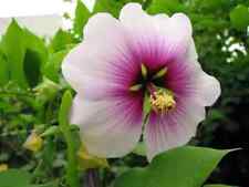 Rose sharon seeds for sale  Columbus