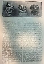 Used, 1885 Dogs English Mastiff St. Bernard Bulldog Greyhound Bull Terrier illustrated for sale  Davenport