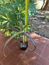 Aloe Eximia X Excelsa, used for sale  Shipping to South Africa