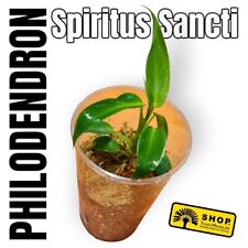 Philodendron spiritus sancti gebraucht kaufen  Berlin