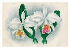 Cattleya Mossiae by Jean Linden Orchids A4 Art Print, used for sale  Shipping to South Africa