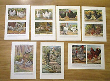Exotic chicken prints for sale  Lady Lake
