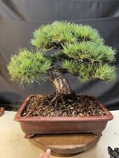 Japanese white pine for sale  Houston