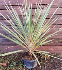 Cordyline pink champagne for sale  Shipping to Ireland