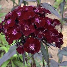 Dianthus barbatus nigrescens for sale  AYLESBURY
