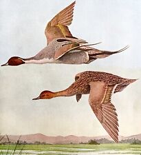 Pintail ducks flight for sale  Cambridge