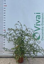 quercia sughero pianta usato  Altamura