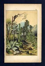 El México, Diferentes Cactus Y Grabado Suculento Grabado De 1880 segunda mano  Embacar hacia Argentina