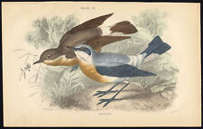 Antique print bird d'occasion  Expédié en Belgium