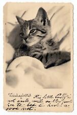 Cat austrian postcard for sale  UMBERLEIGH