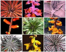 Used, Dyckia VARIETY MIX @J@ exotic succulent hetchia cacti xeriscaping seed 25 SEEDS for sale  Shipping to South Africa