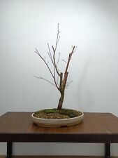 Bonsai japanese deshojo for sale  DERBY