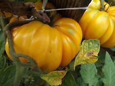 Florentine Beauty Tomate 5+ semillas - ¡GIGANTES y FINAS! P 127 segunda mano  Embacar hacia Argentina
