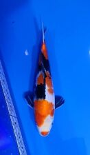 koi fry for sale  DONCASTER