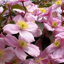 Clematis montana pink for sale  HERTFORD