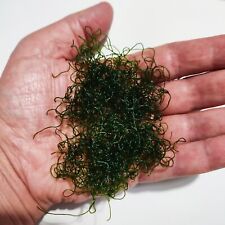 Alga chaetomorpha per usato  Pagani