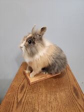 J135 harlequin rabbit for sale  Hinton