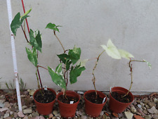 Philodendron syngonium albo gebraucht kaufen  Rudolstadt