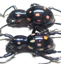 P006 MPSC | MI : Pachyrrhynchus sulphureomaculatus pair 16mm/17.5mm for sale  Shipping to South Africa