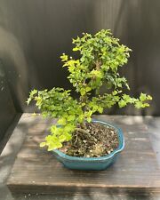 Dwarf holly bonsai for sale  Miami