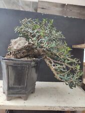 Bonsai philirrea yamadori usato  Isernia