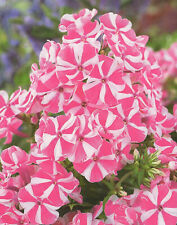 Hoher phlox paniculata gebraucht kaufen  Petersberg, Wettin-Löbejün