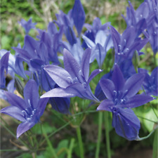 Zwiebeln brodiaea corrina gebraucht kaufen  Berlin